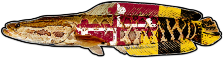 Maryland Snakehead decal sticker MarylandDecals.com